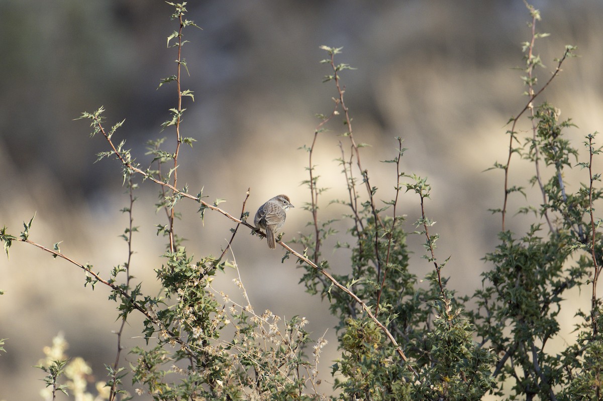 Rufous-crowned Sparrow - ML612604241