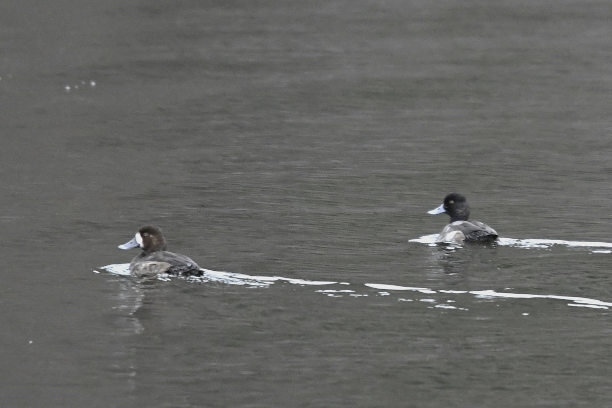Greater Scaup - ML612604296
