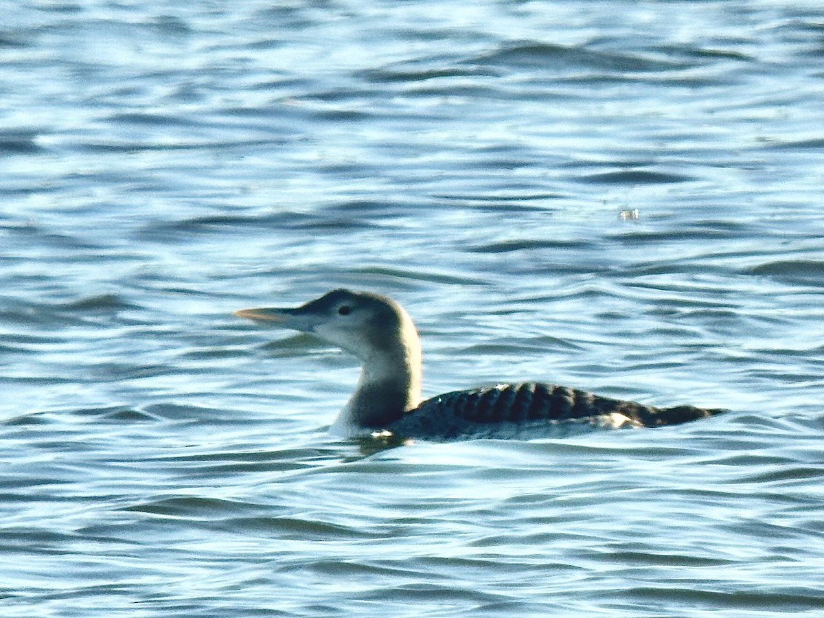 Yellow-billed Loon - ML612604321