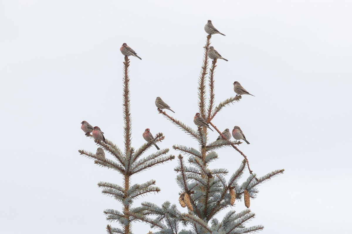 House Finch - ML612604331