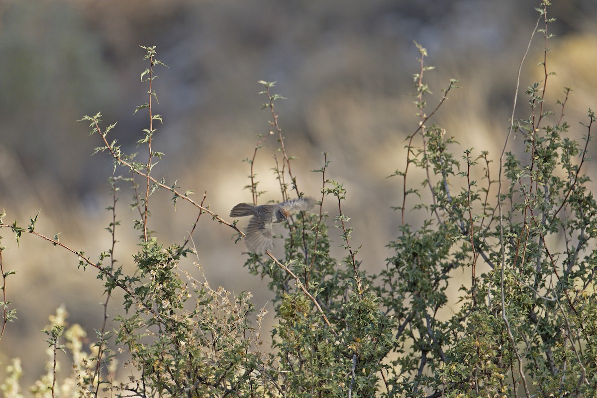 Rufous-crowned Sparrow - ML612604338