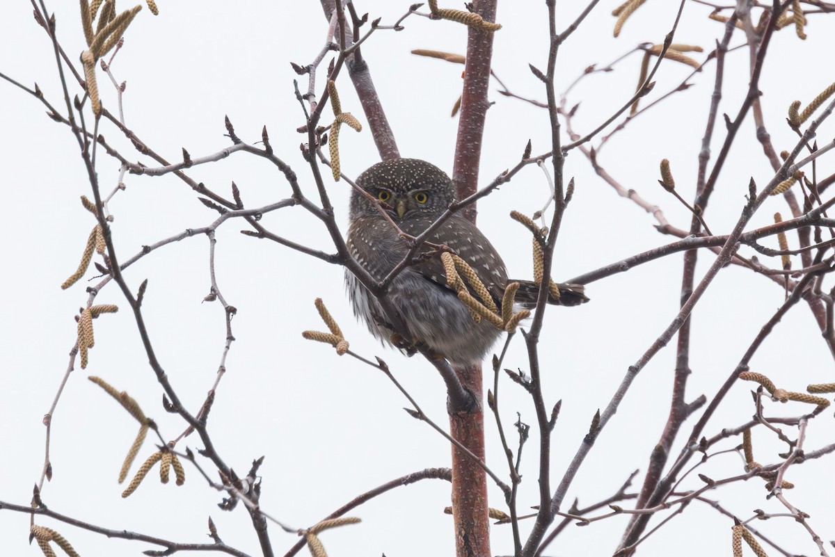 Northern Pygmy-Owl - Elliott Ress