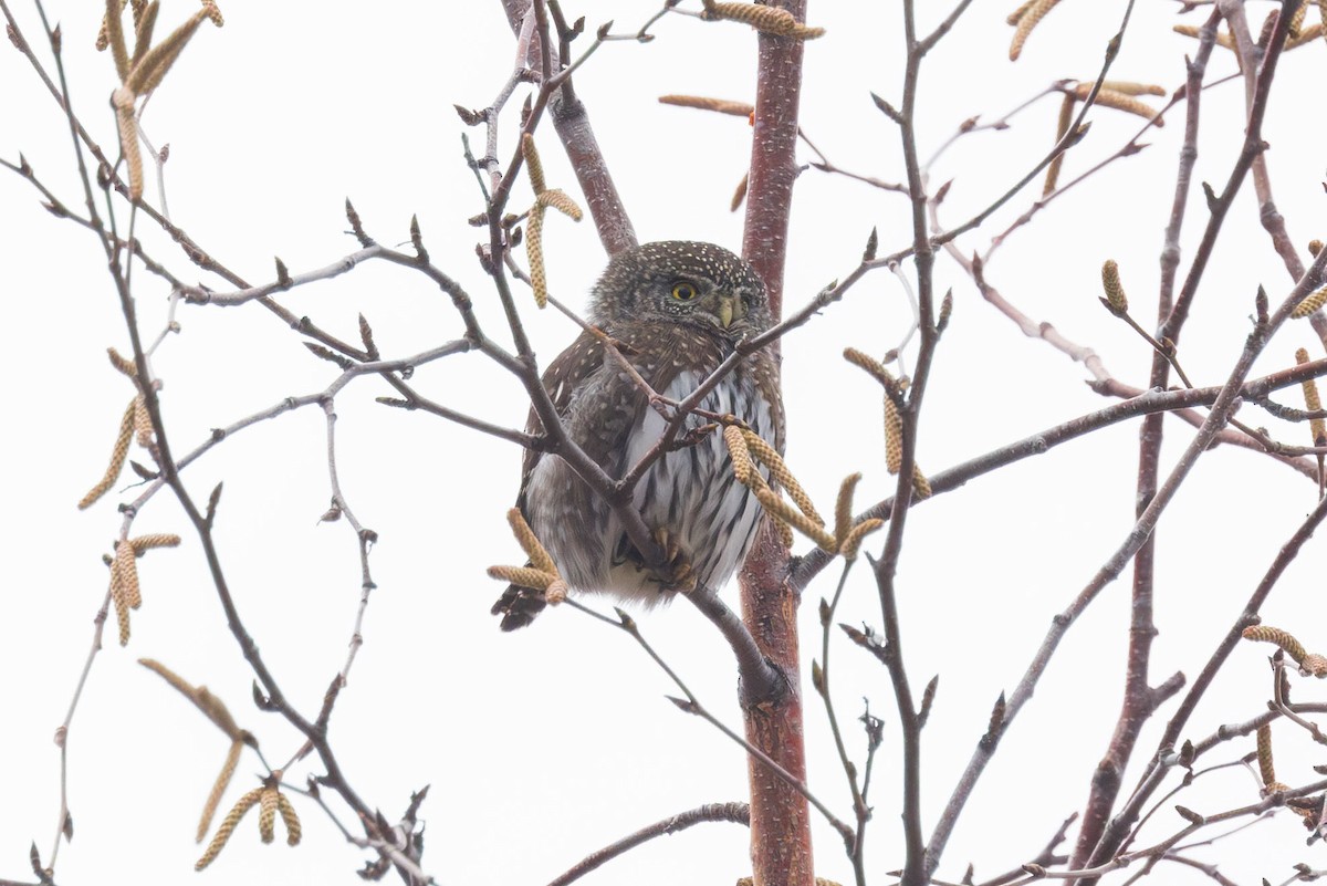 Northern Pygmy-Owl - ML612604346