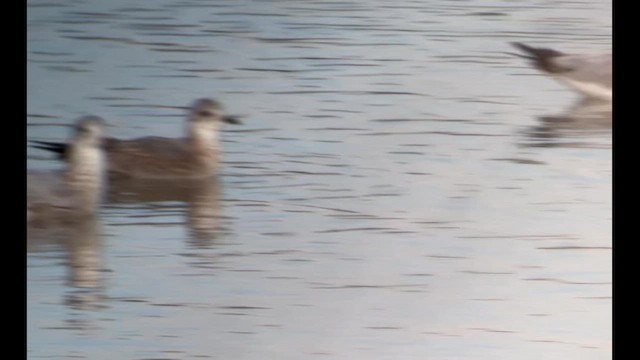 Short-billed Gull - ML612604349