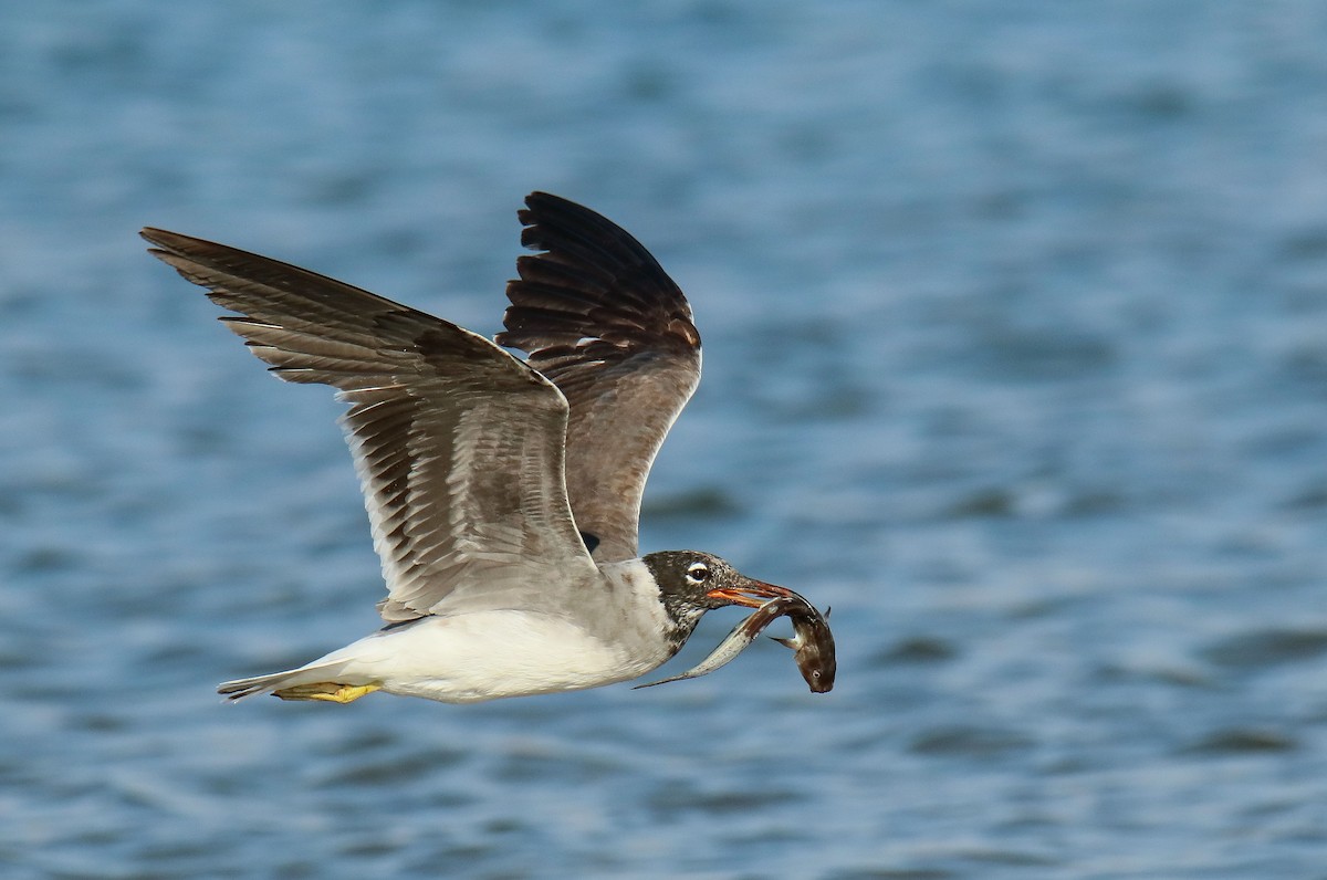 White-eyed Gull - ML612604413