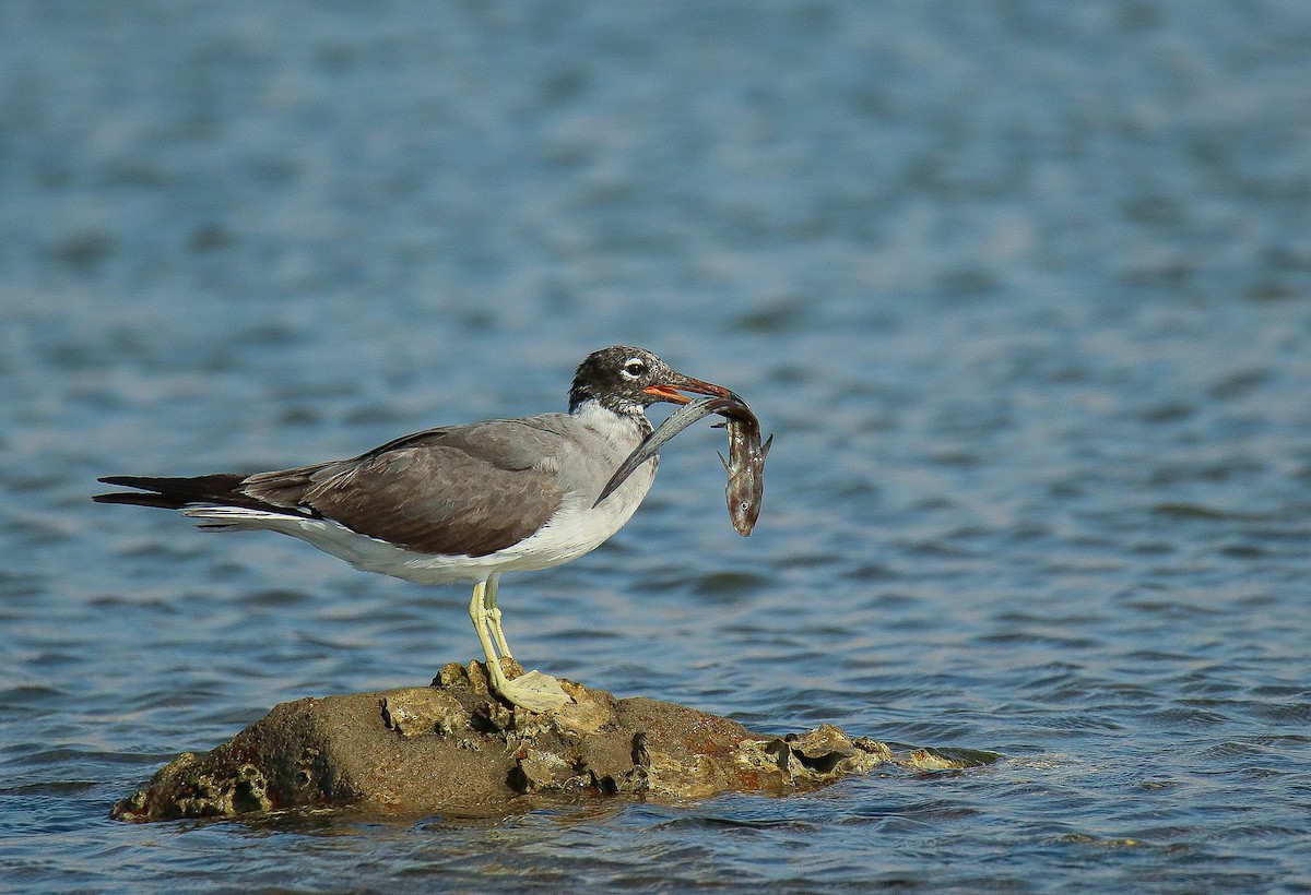 Gaviota Ojiblanca - ML612604417