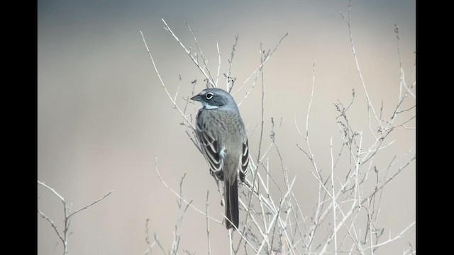 Bell's Sparrow - ML612604459