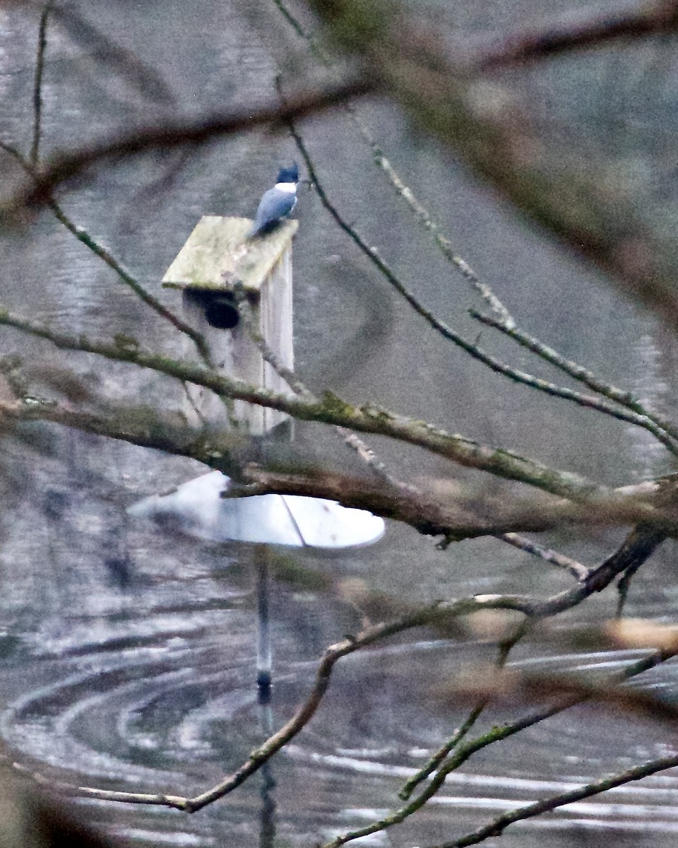 Belted Kingfisher - Jack & Holly Bartholmai