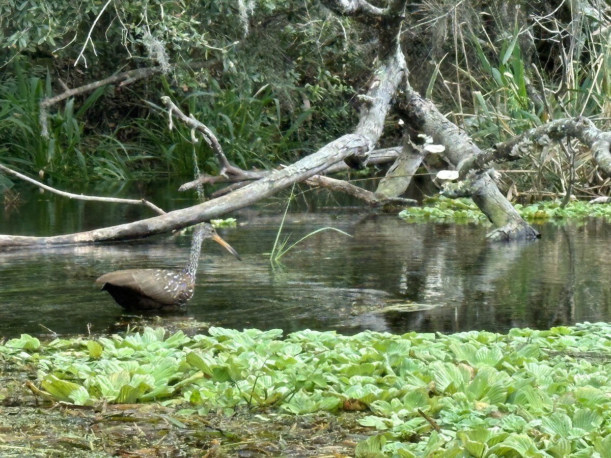 Limpkin - ML612604548