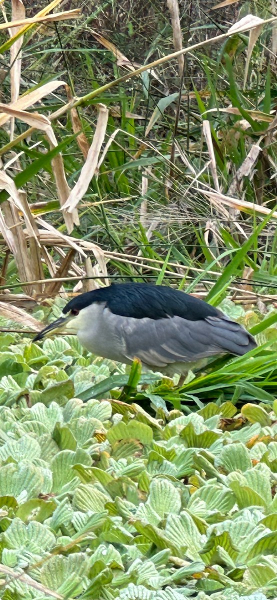 Black-crowned Night Heron - ML612604553