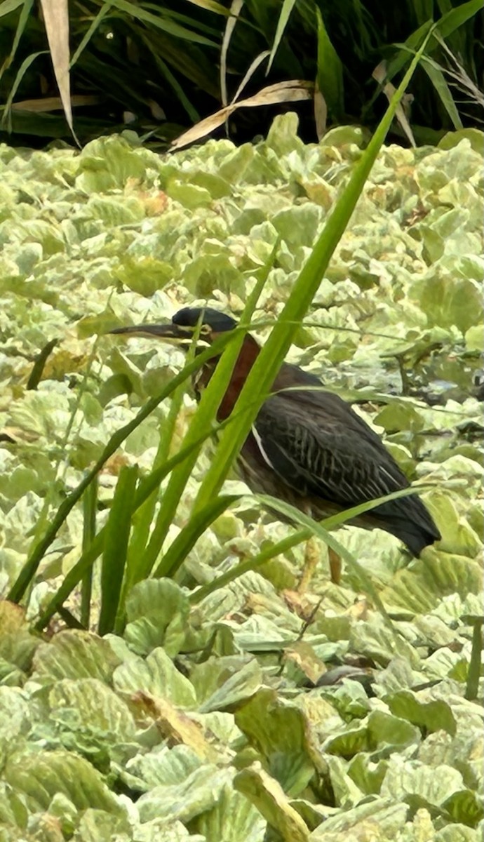 Grünreiher - ML612604563