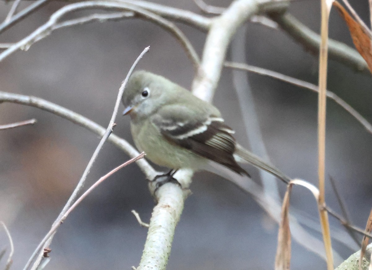 Hammond's Flycatcher - Steve Minard