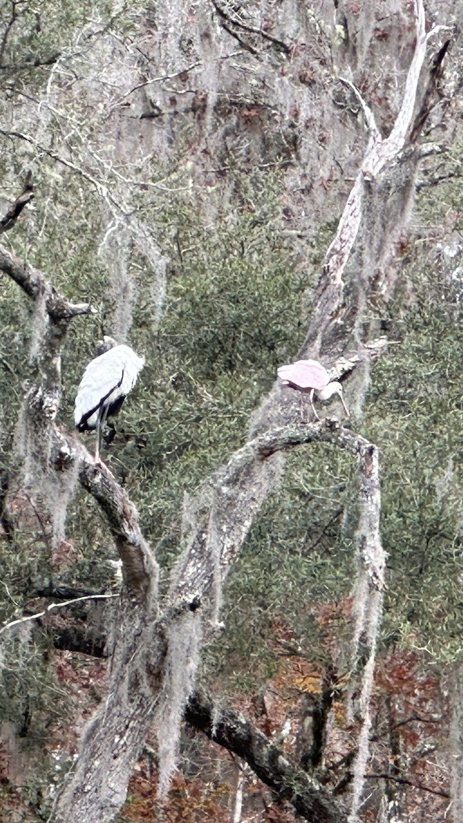 Roseate Spoonbill - ML612604589