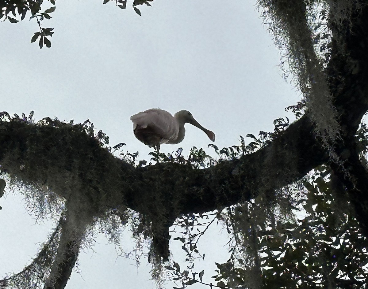 Roseate Spoonbill - ML612604591