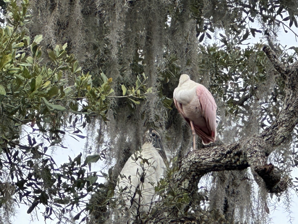 Rosalöffler - ML612604592