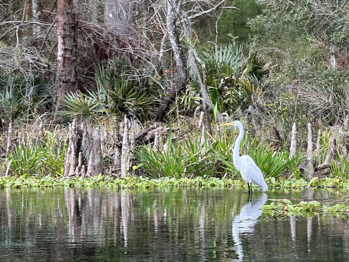 Great Egret - ML612604613