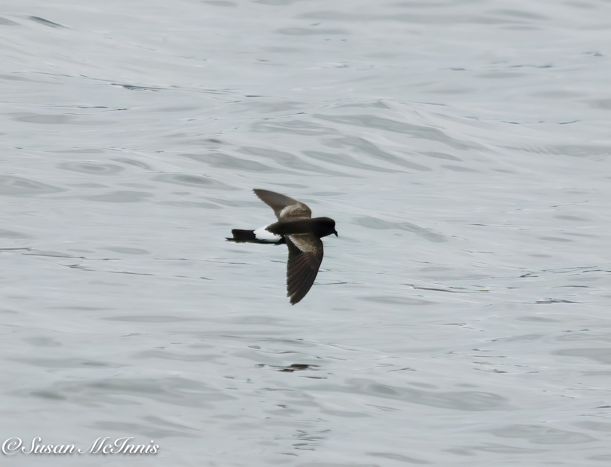 Wilson's Storm-Petrel (Fuegian) - ML612604637