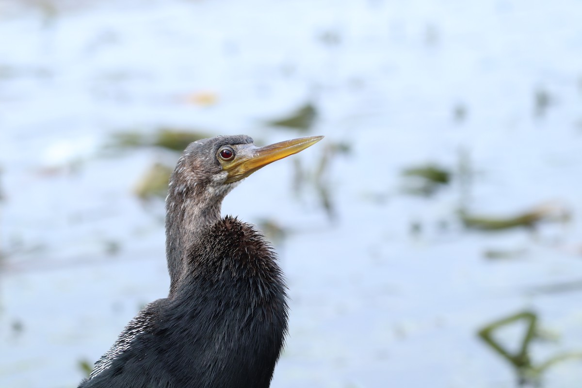 Amerika-Schlangenhalsvogel - ML612604682