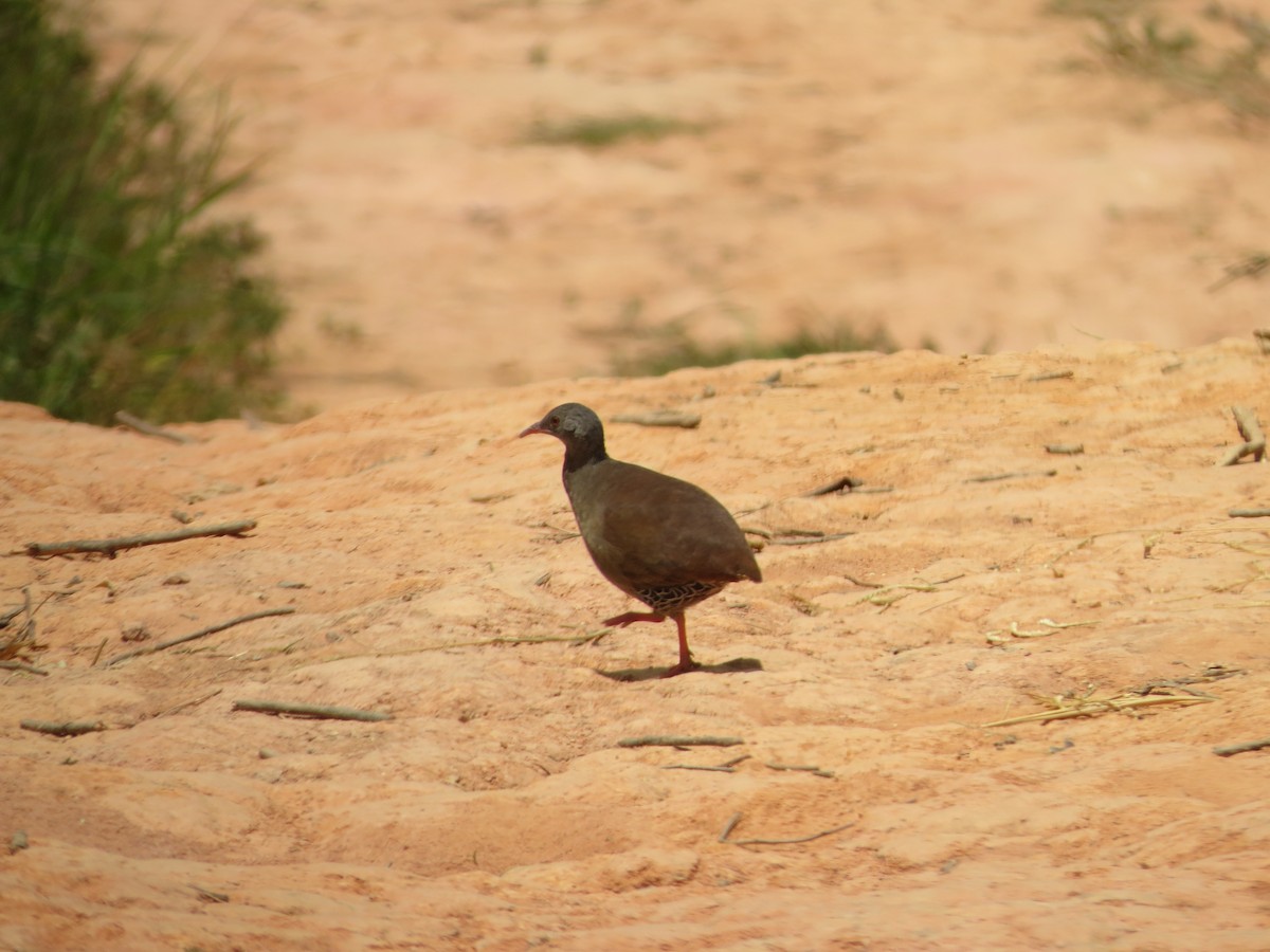 Small-billed Tinamou - ML612604698