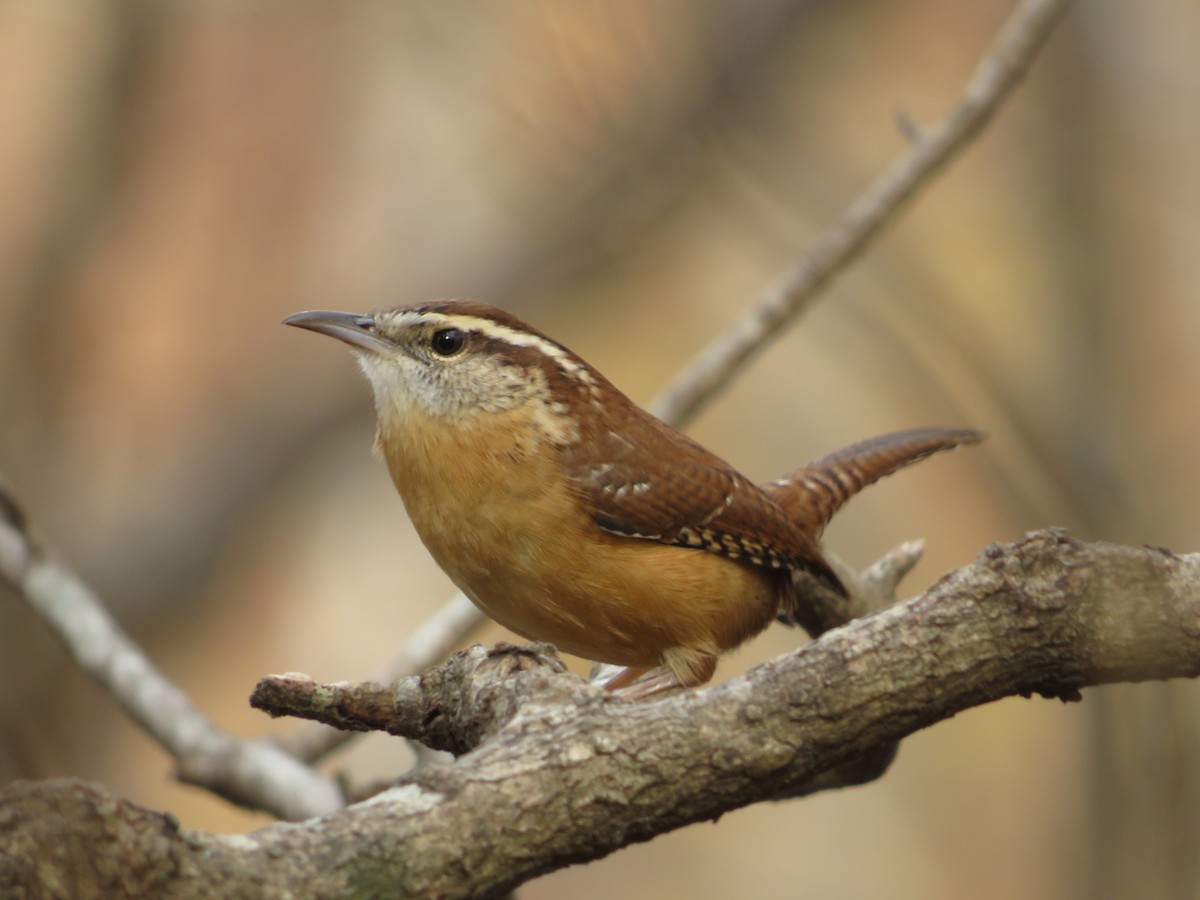 Carolina Wren - ML612604703