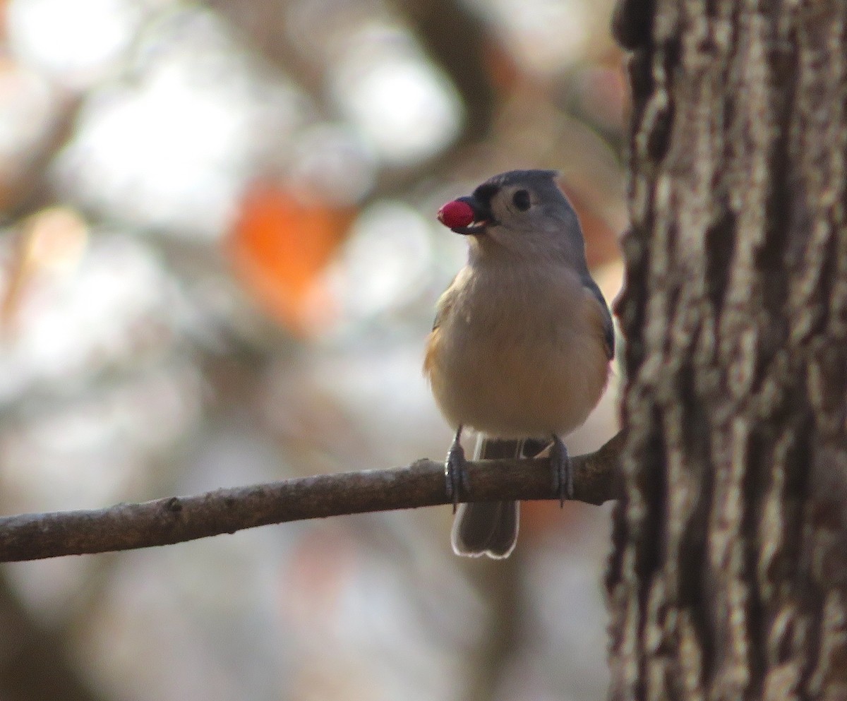 Tufted Titmouse - ML612604775