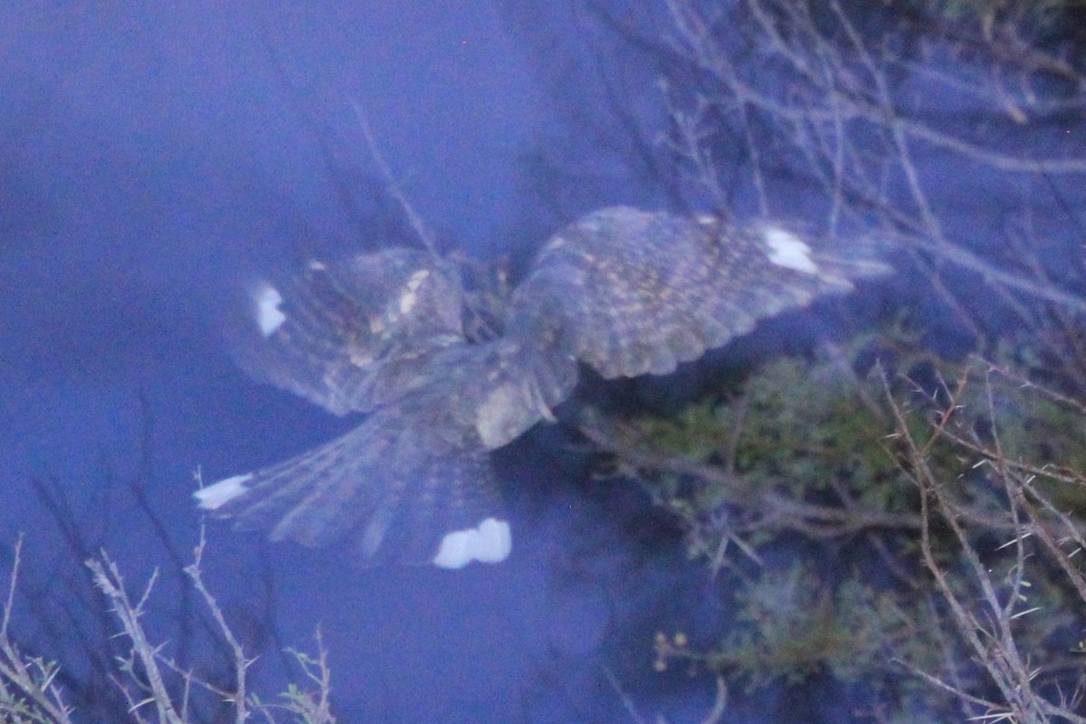 Rufous-cheeked Nightjar - ML612604879