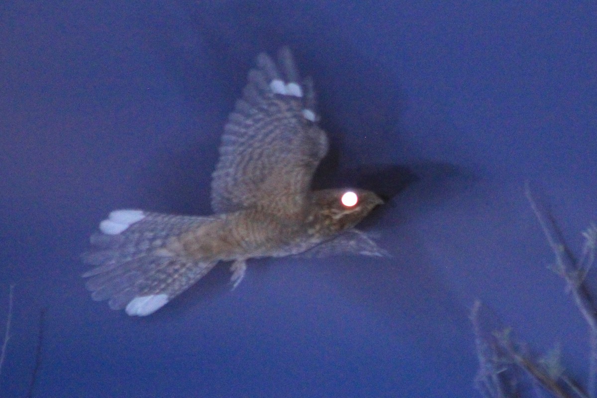 Rufous-cheeked Nightjar - ML612604880