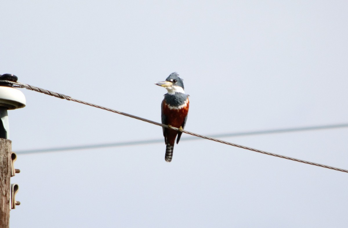 クビワヤマセミ（torquata／stictipennis） - ML612604899