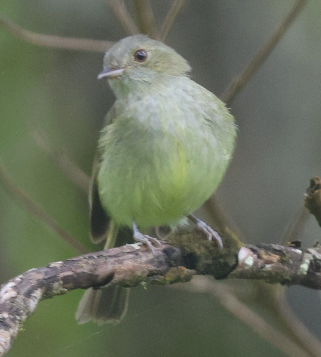 Serra do Mar Tyrant-Manakin - ML612604952