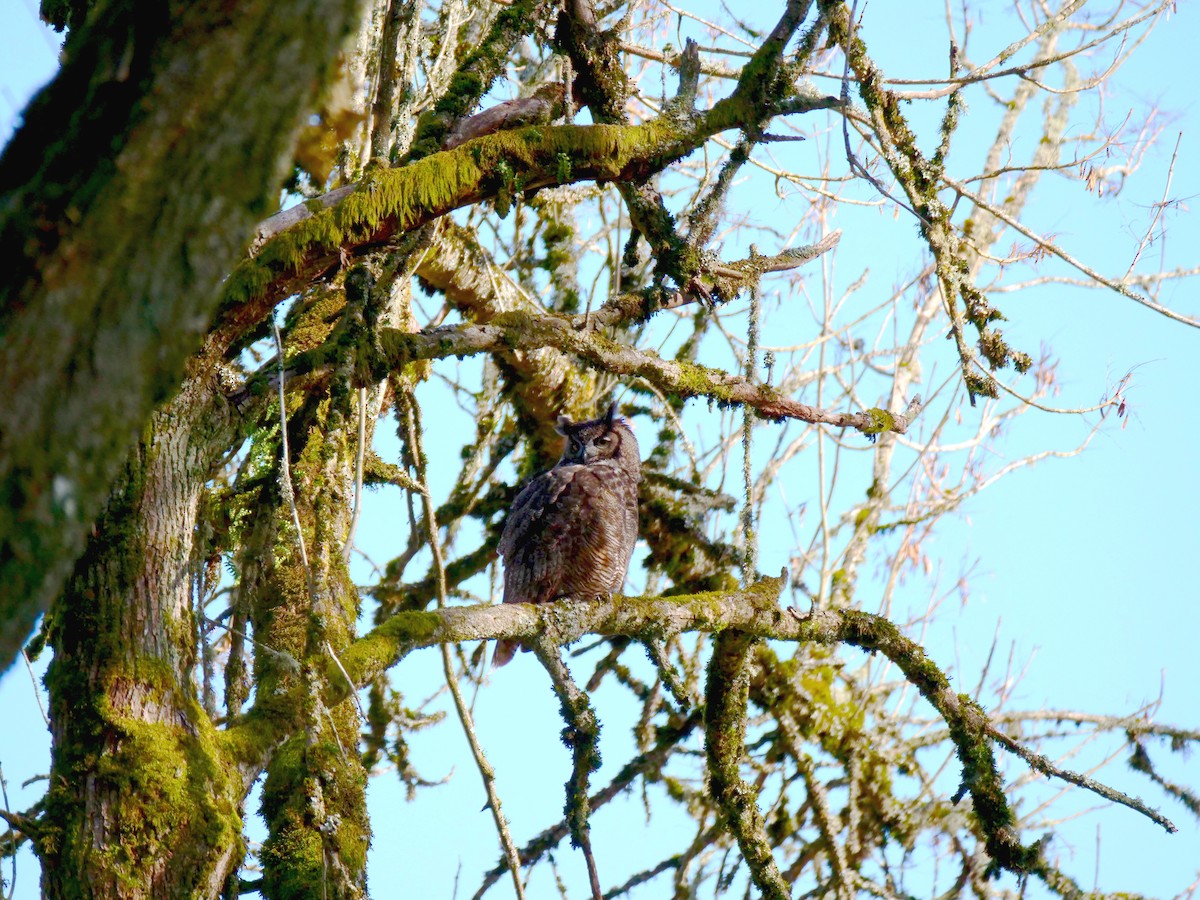 Great Horned Owl - ML612604973