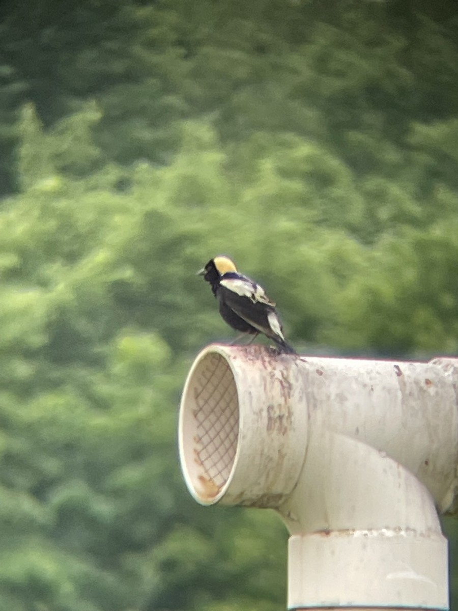 Bobolink - ML612605027