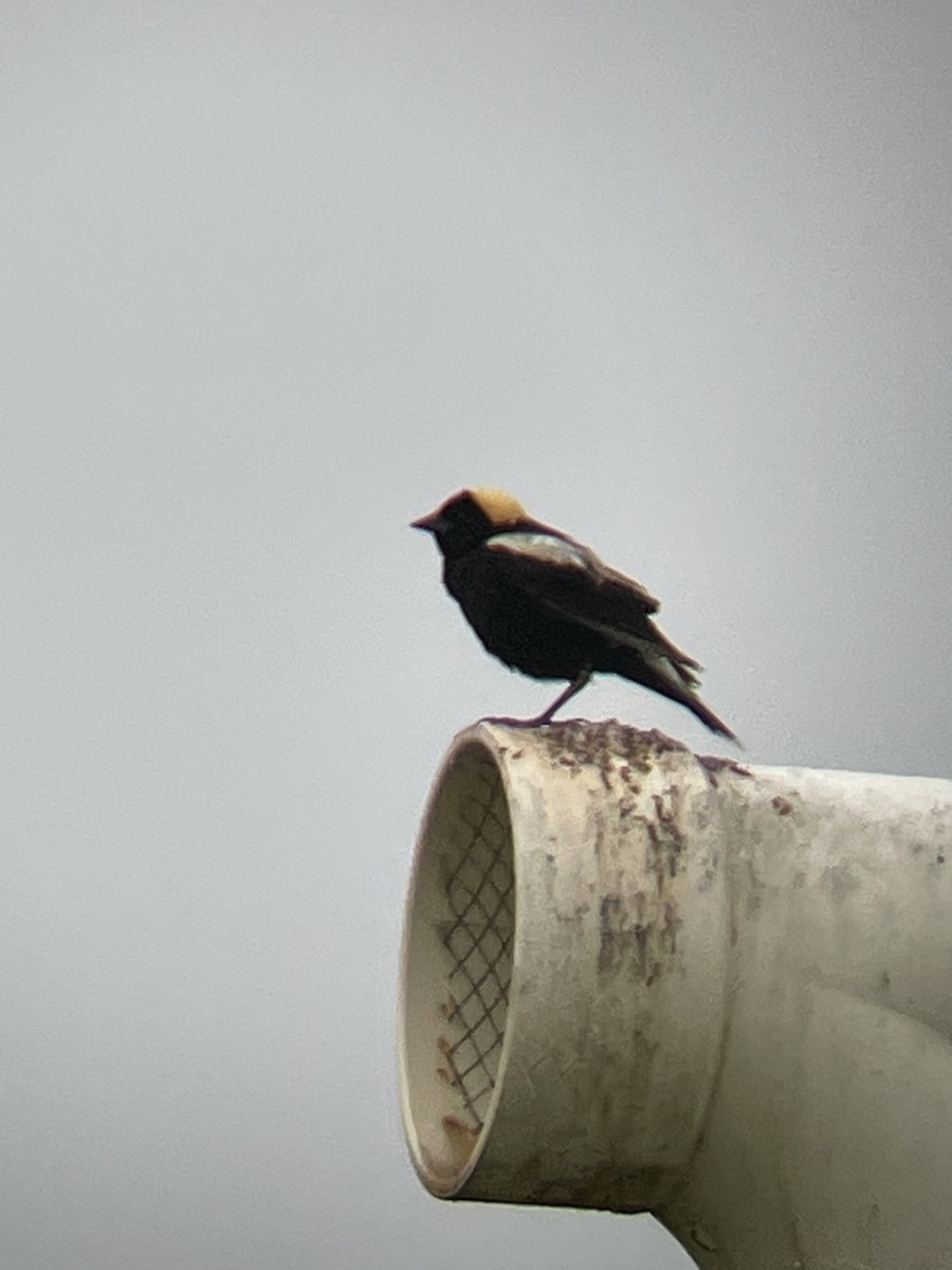 Bobolink - ML612605028