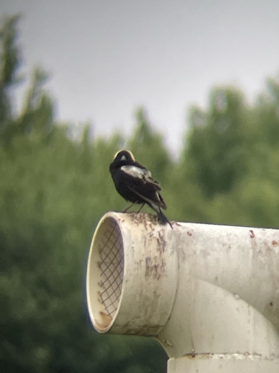 Bobolink - ML612605029