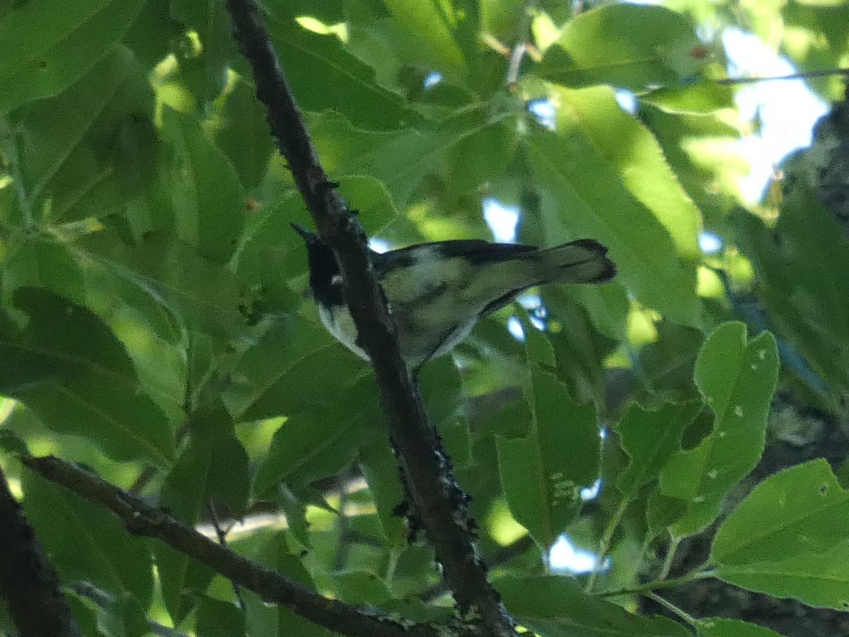 Black-throated Blue Warbler - River Ahlquist