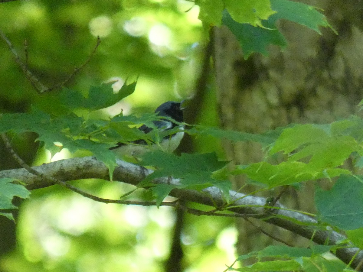 Black-throated Blue Warbler - ML612605125