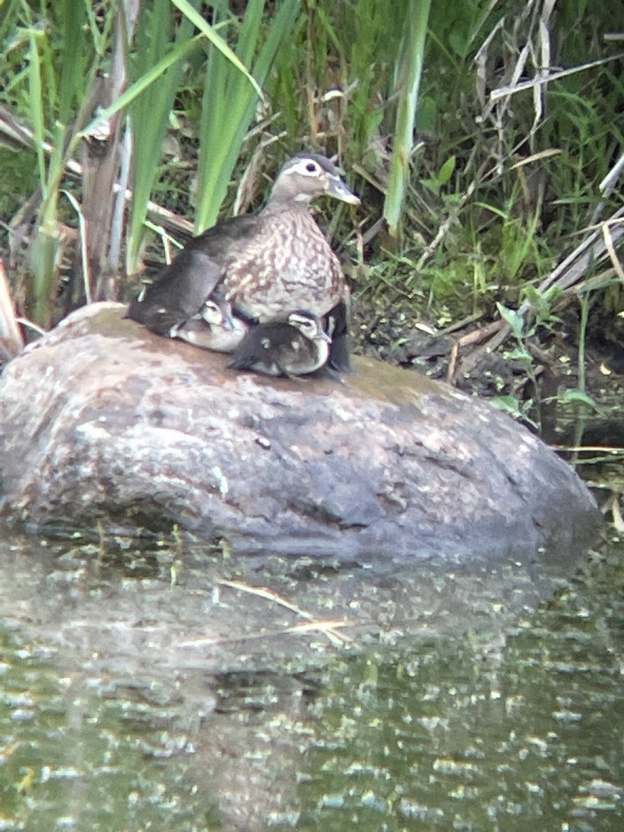 Wood Duck - ML612605148