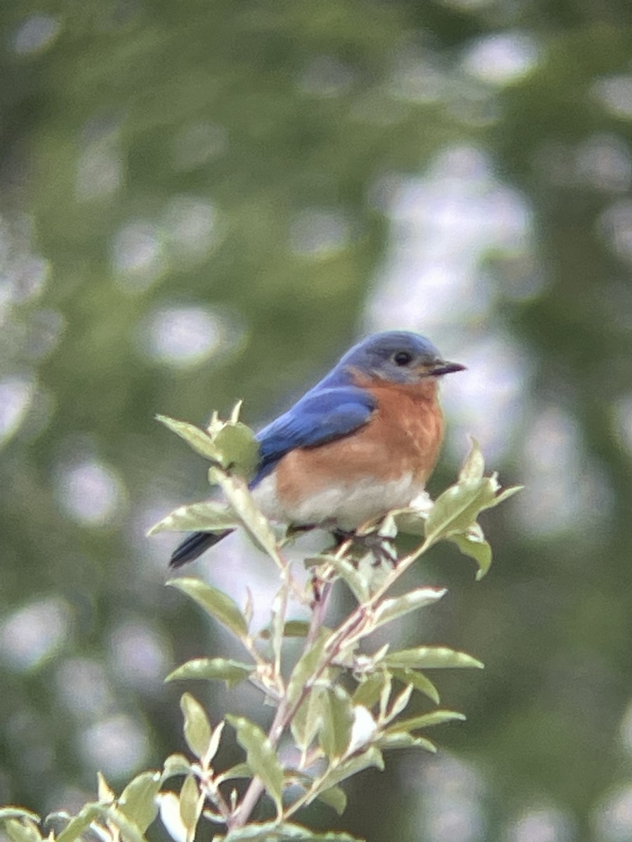 Eastern Bluebird - ML612605174