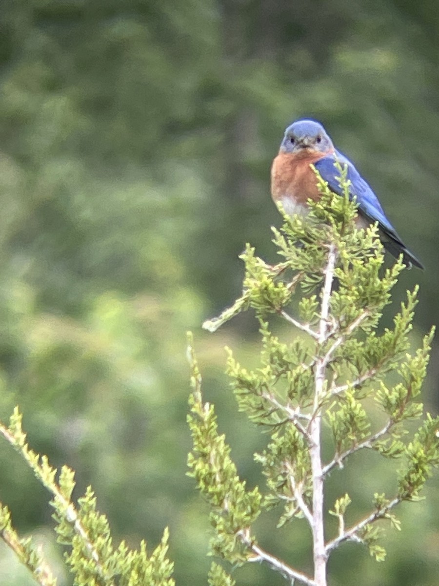 Eastern Bluebird - Luke Donahue