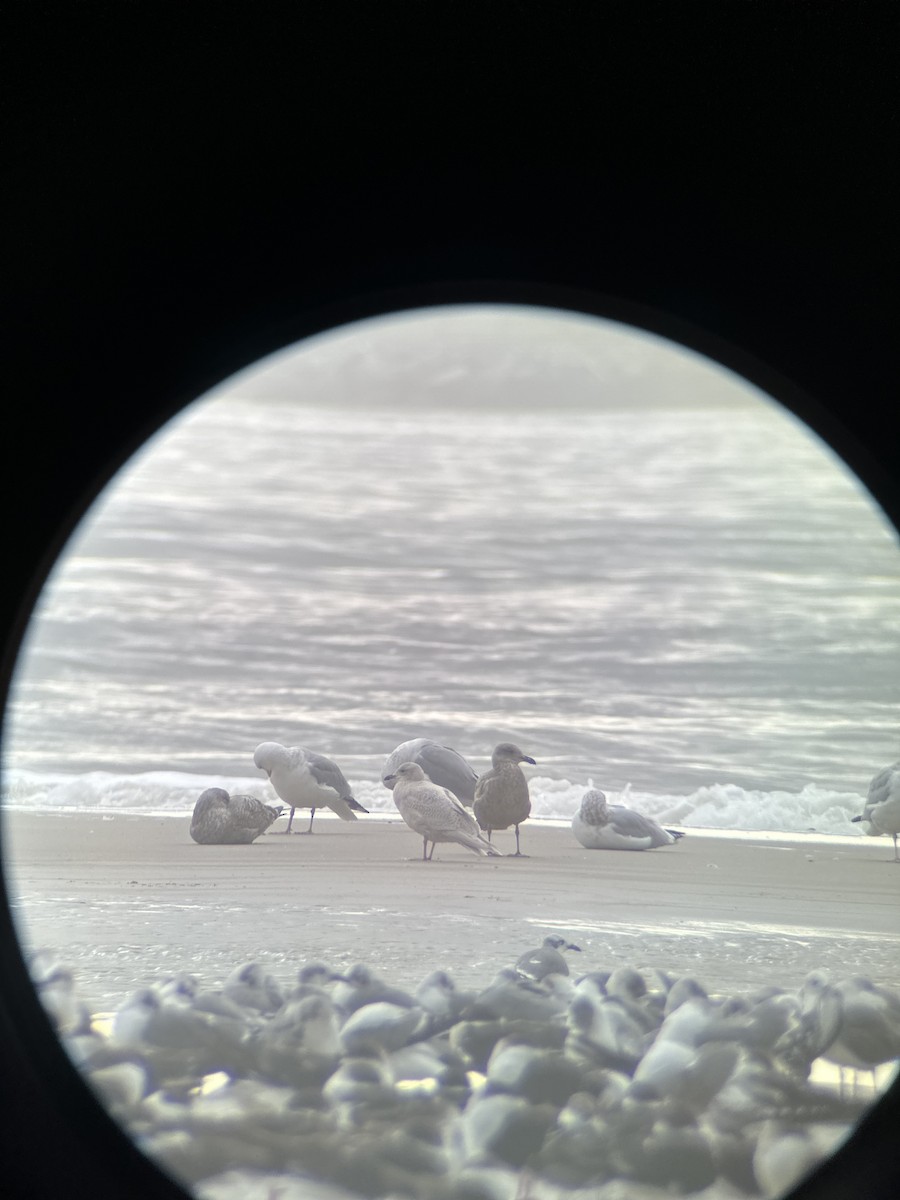 Iceland Gull (kumlieni/glaucoides) - ML612605290