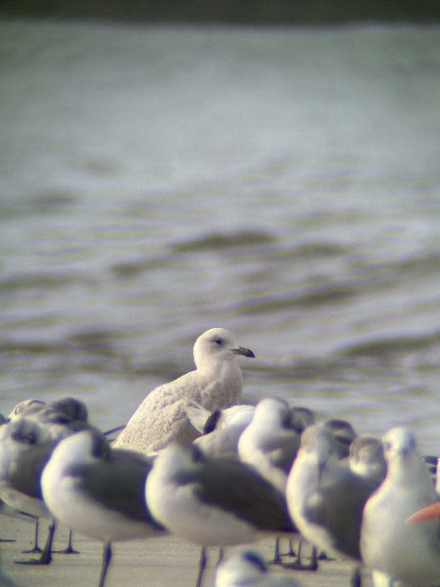 Iceland Gull (kumlieni/glaucoides) - ML612605291