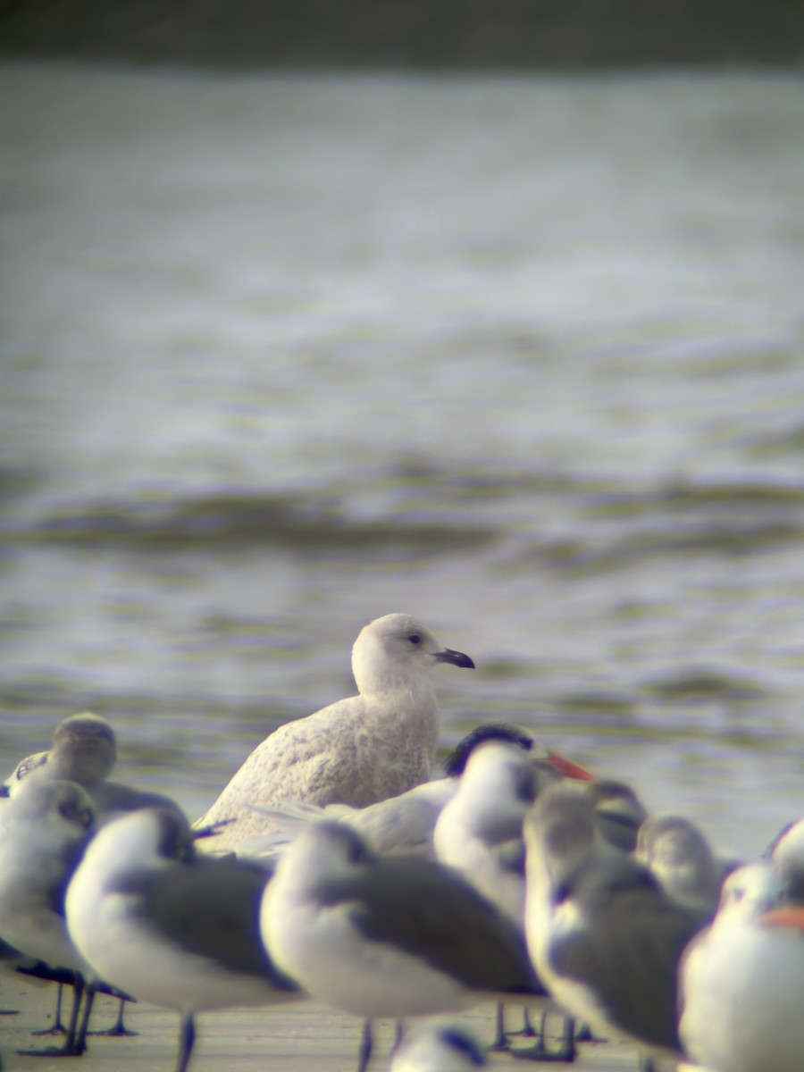 Iceland Gull (kumlieni/glaucoides) - ML612605292