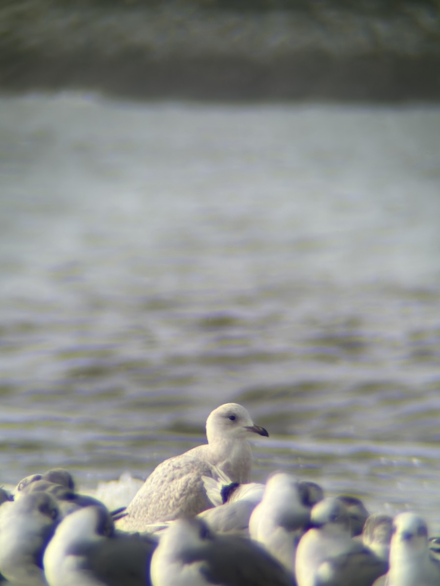 Iceland Gull (kumlieni/glaucoides) - ML612605293