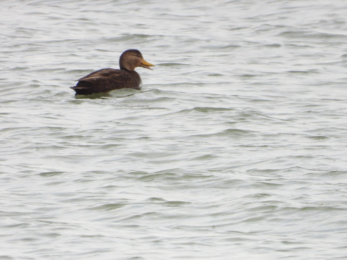 American Black Duck - ML612605325