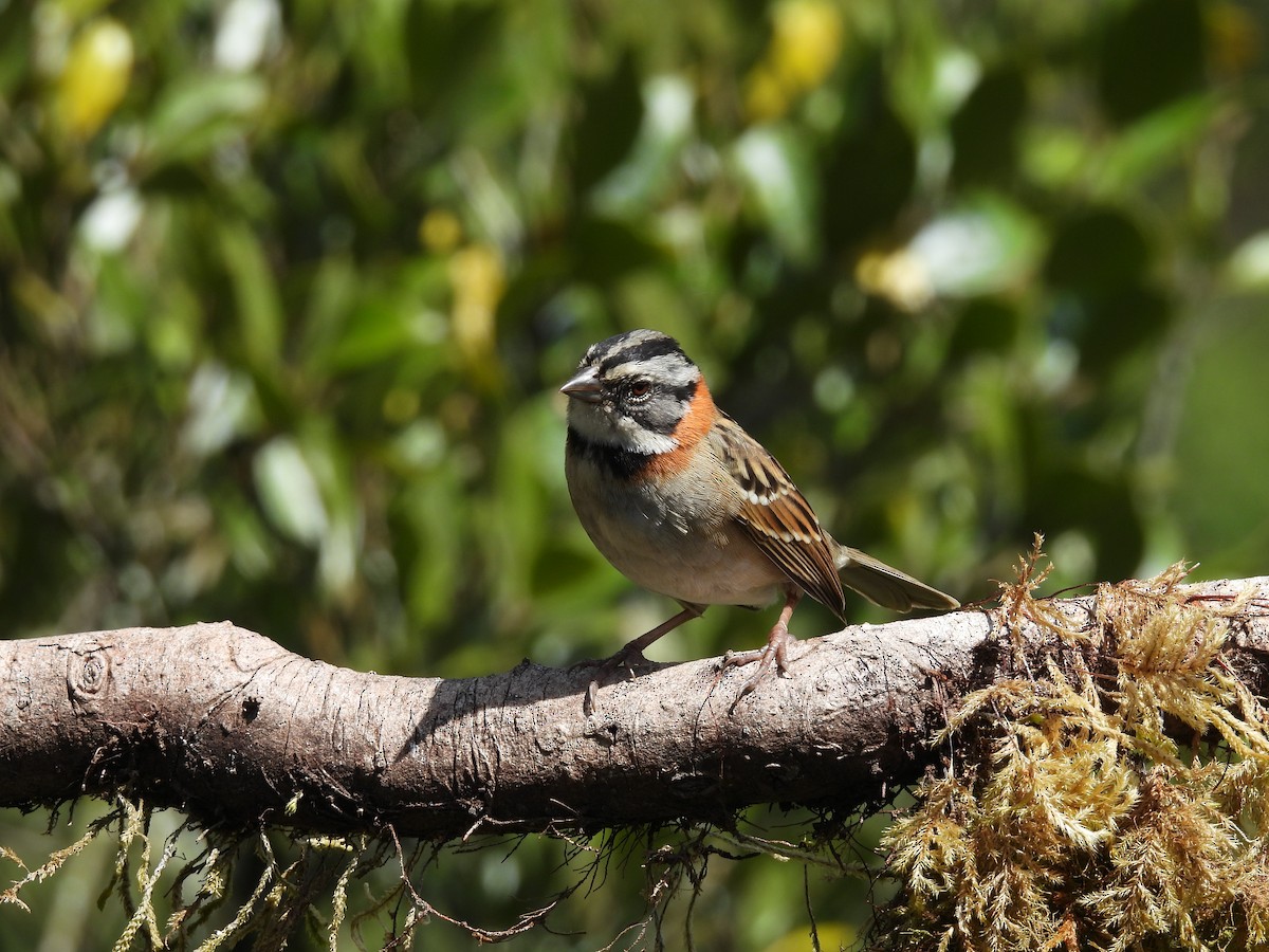 Rufous-collared Sparrow - Isaac Smith