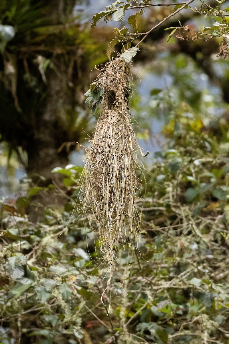 Mountain Cacique (Golden-shouldered) - ML612605387