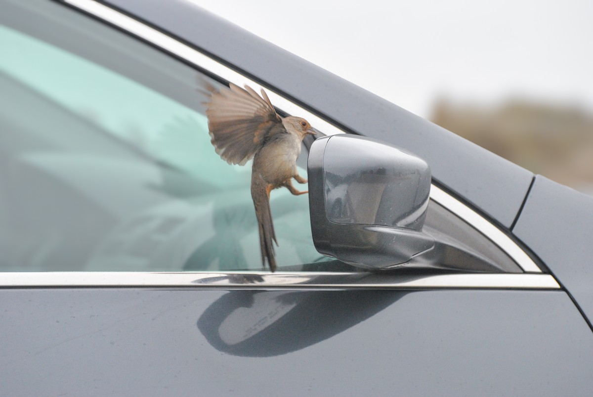 California Towhee - ML612605391