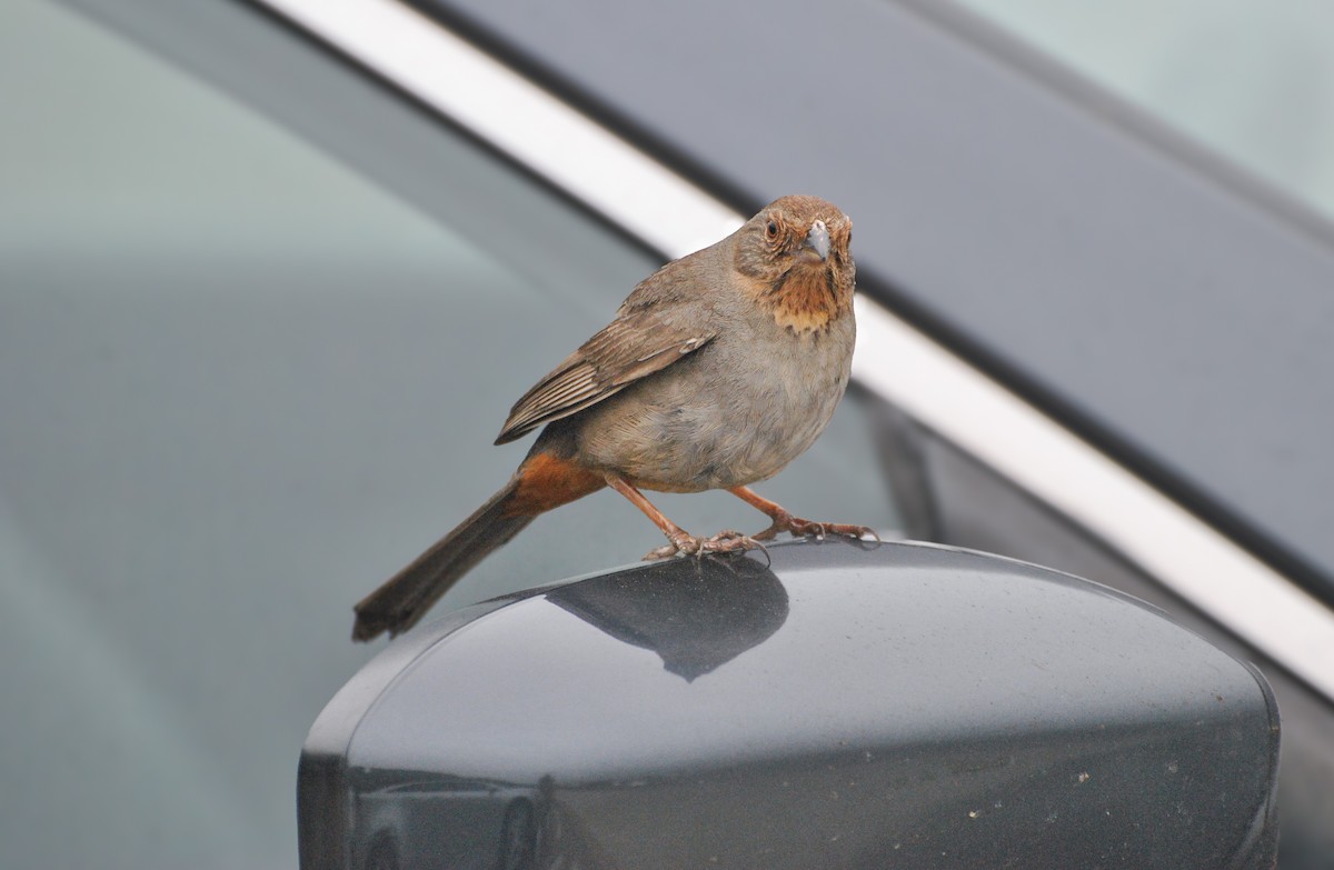 California Towhee - ML612605392