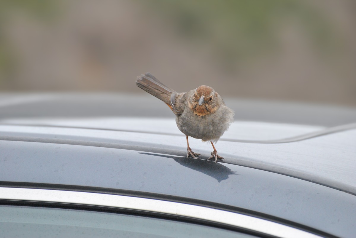 California Towhee - ML612605393