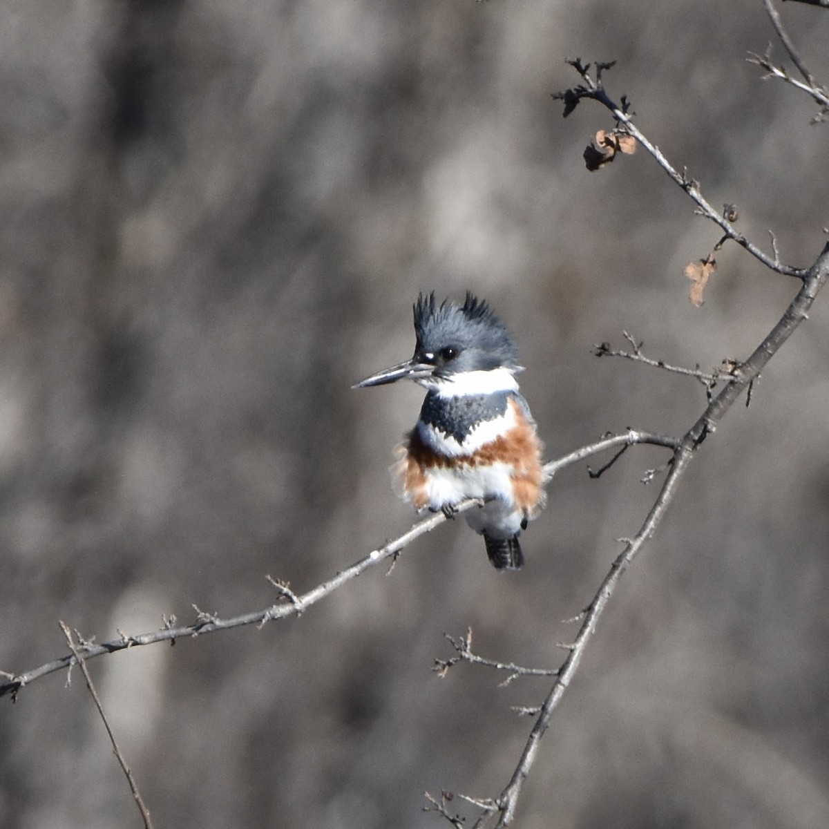 Belted Kingfisher - Julie Doerr