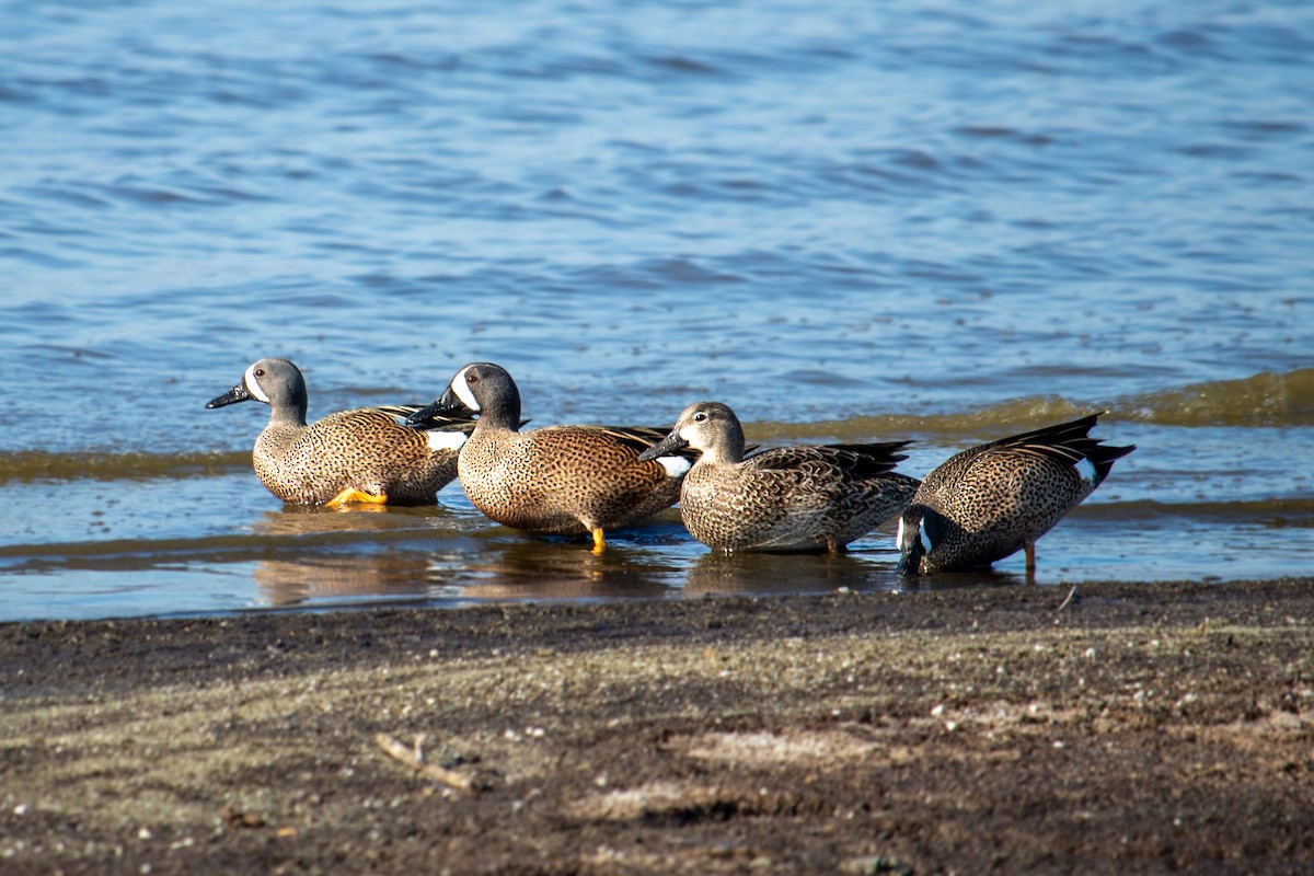 Blue-winged Teal - ML612605599